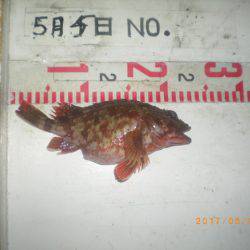 姫路市立遊魚センター 釣果