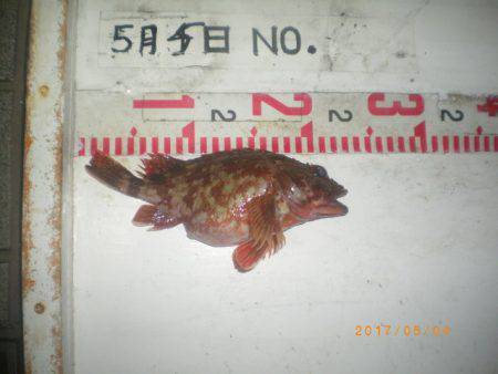 姫路市立遊魚センター 釣果