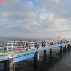 オリジナルメーカー海づり公園(市原市海づり施設) 釣果