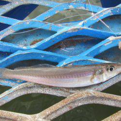 オリジナルメーカー海づり公園(市原市海づり施設) 釣果