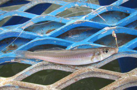 オリジナルメーカー海づり公園(市原市海づり…