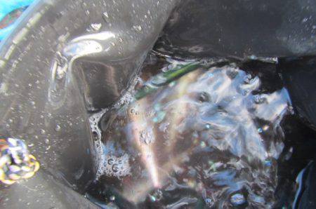 オリジナルメーカー海づり公園(市原市海づり施設) 釣果