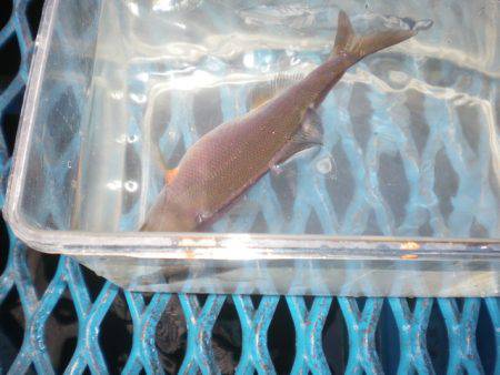 オリジナルメーカー海づり公園(市原市海づり施設) 釣果