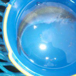 オリジナルメーカー海づり公園(市原市海づり施設) 釣果