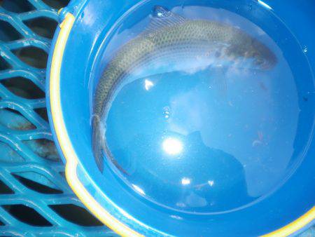 オリジナルメーカー海づり公園(市原市海づり施設) 釣果