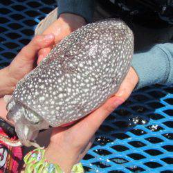 オリジナルメーカー海づり公園(市原市海づり施設) 釣果