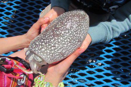 オリジナルメーカー海づり公園(市原市海づり施設) 釣果