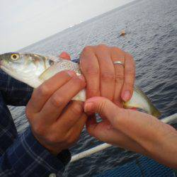 オリジナルメーカー海づり公園(市原市海づり施設) 釣果