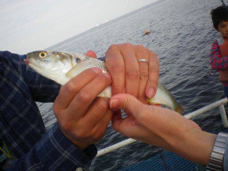 オリジナルメーカー海づり公園(市原市海づり施設) 釣果