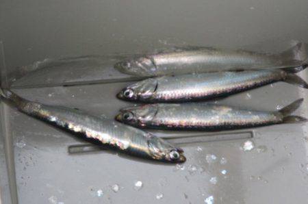 オリジナルメーカー海づり公園(市原市海づり施設) 釣果