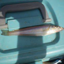 オリジナルメーカー海づり公園(市原市海づり施設) 釣果