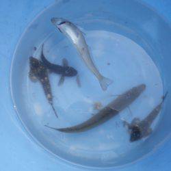 オリジナルメーカー海づり公園(市原市海づり施設) 釣果