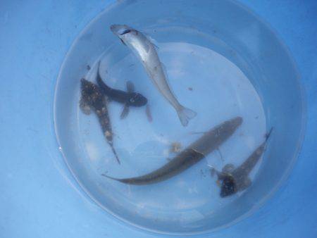 オリジナルメーカー海づり公園(市原市海づり施設) 釣果