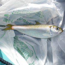 オリジナルメーカー海づり公園(市原市海づり施設) 釣果