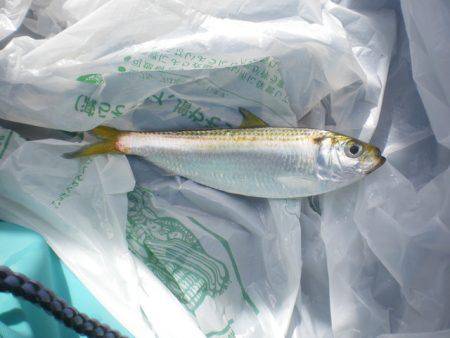 オリジナルメーカー海づり公園(市原市海づり施設) 釣果