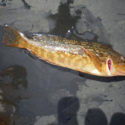 オリジナルメーカー海づり公園(市原市海づり施設) 釣果