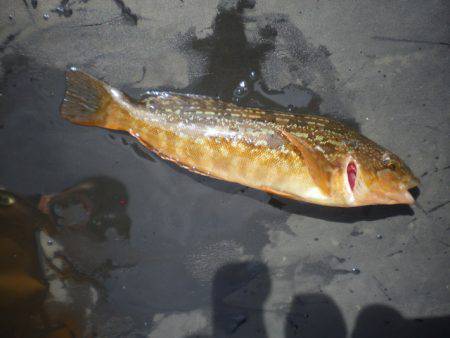 オリジナルメーカー海づり公園(市原市海づり施設) 釣果