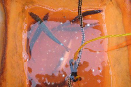 オリジナルメーカー海づり公園(市原市海づり施設) 釣果