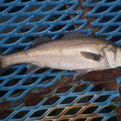 オリジナルメーカー海づり公園(市原市海づり施設) 釣果