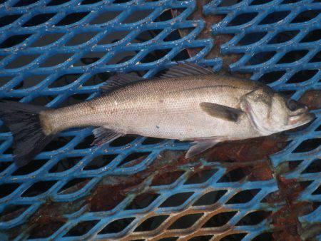 オリジナルメーカー海づり公園(市原市海づり施設) 釣果