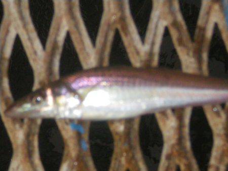 オリジナルメーカー海づり公園(市原市海づり…