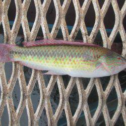 オリジナルメーカー海づり公園(市原市海づり施設) 釣果