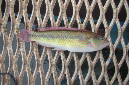 オリジナルメーカー海づり公園(市原市海づり施設) 釣果