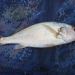 オリジナルメーカー海づり公園(市原市海づり施設) 釣果