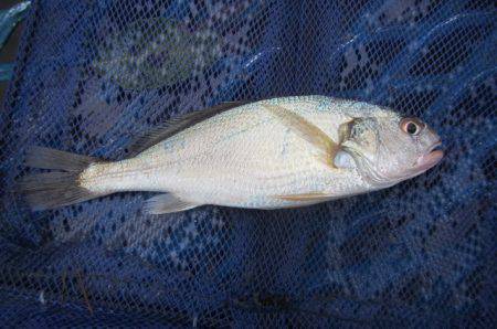 オリジナルメーカー海づり公園(市原市海づり施設) 釣果