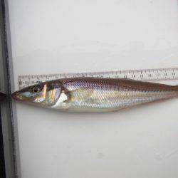 オリジナルメーカー海づり公園(市原市海づり施設) 釣果