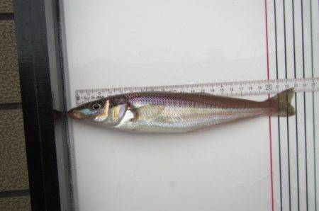 オリジナルメーカー海づり公園(市原市海づり施設) 釣果