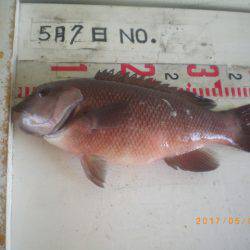 姫路市立遊魚センター 釣果