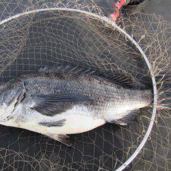 オリジナルメーカー海づり公園(市原市海づり施設) 釣果