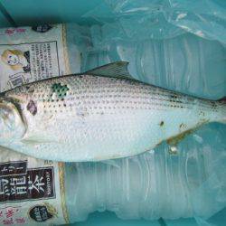 オリジナルメーカー海づり公園(市原市海づり施設) 釣果