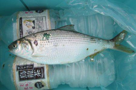 オリジナルメーカー海づり公園(市原市海づり施設) 釣果