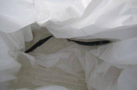 オリジナルメーカー海づり公園(市原市海づり施設) 釣果