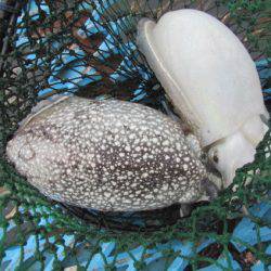 オリジナルメーカー海づり公園(市原市海づり施設) 釣果