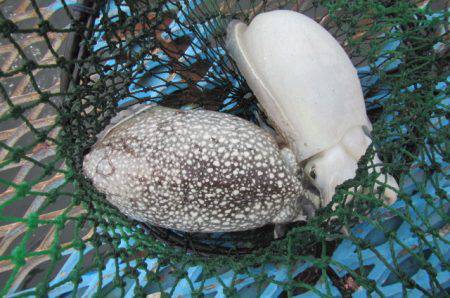 オリジナルメーカー海づり公園(市原市海づり施設) 釣果