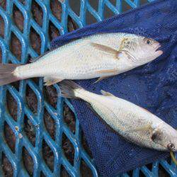 オリジナルメーカー海づり公園(市原市海づり施設) 釣果