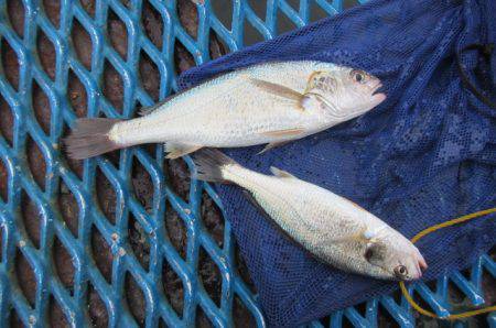 オリジナルメーカー海づり公園(市原市海づり施設) 釣果