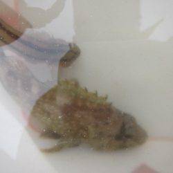 オリジナルメーカー海づり公園(市原市海づり施設) 釣果