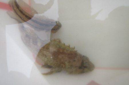 オリジナルメーカー海づり公園(市原市海づり施設) 釣果