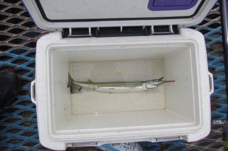 オリジナルメーカー海づり公園(市原市海づり施設) 釣果