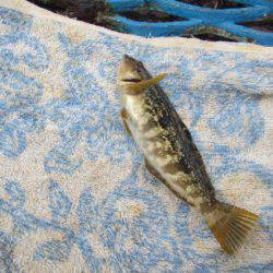 オリジナルメーカー海づり公園(市原市海づり施設) 釣果