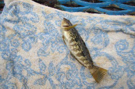 オリジナルメーカー海づり公園(市原市海づり施設) 釣果