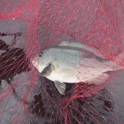 オリジナルメーカー海づり公園(市原市海づり施設) 釣果