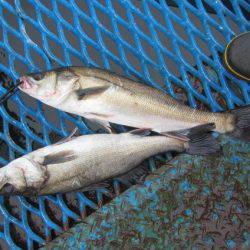 オリジナルメーカー海づり公園(市原市海づり施設) 釣果