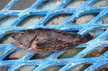 オリジナルメーカー海づり公園(市原市海づり施設) 釣果