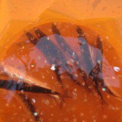 オリジナルメーカー海づり公園(市原市海づり施設) 釣果