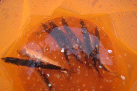 オリジナルメーカー海づり公園(市原市海づり施設) 釣果